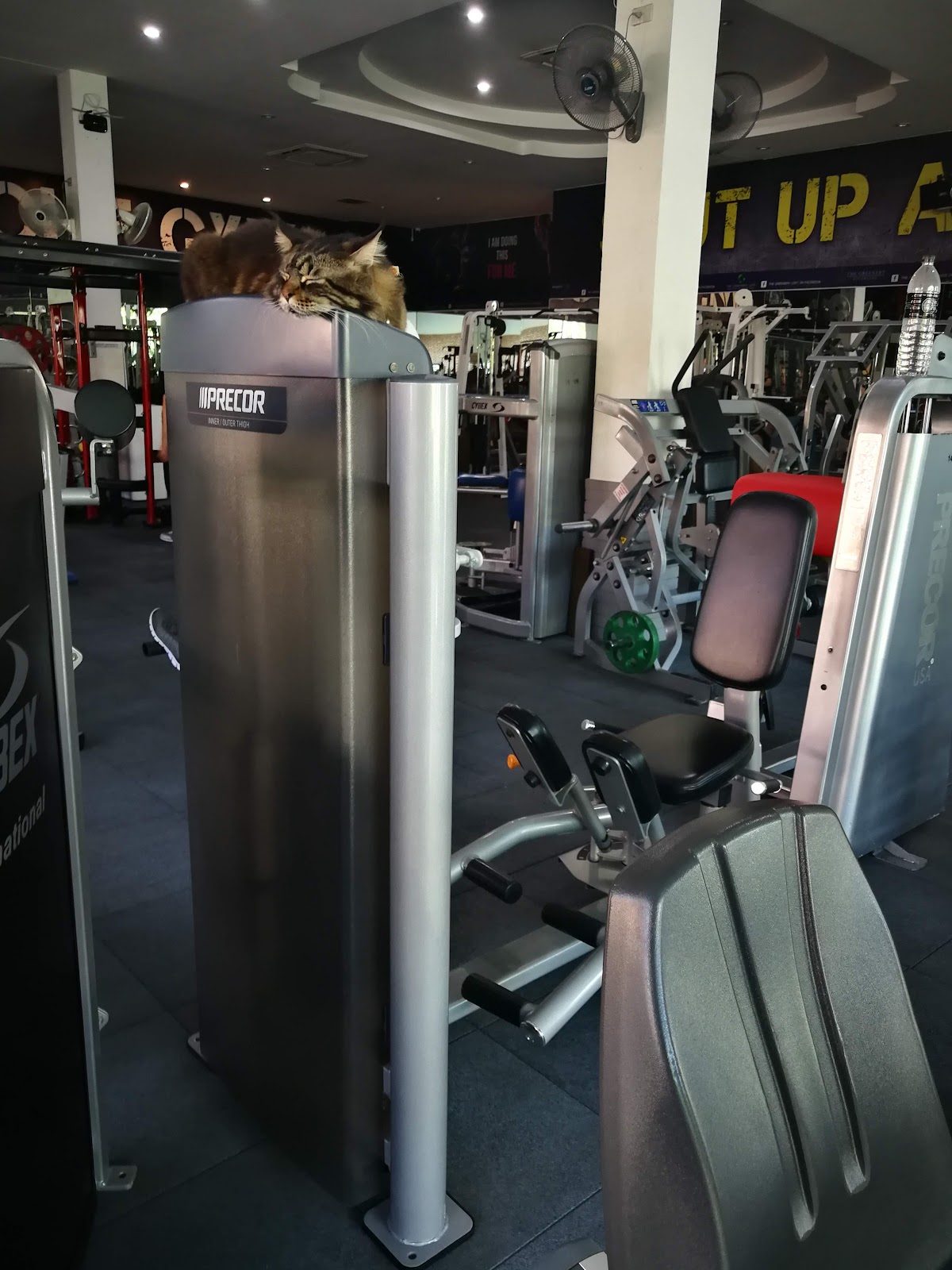 T.M. Muscle Gym photo 9