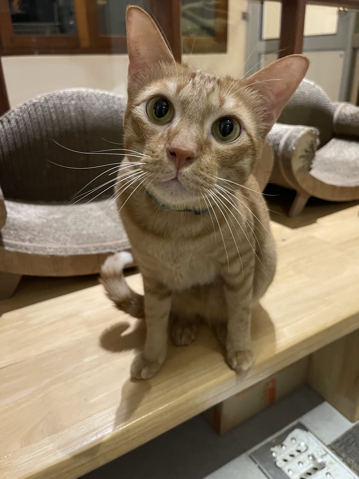 Vira Yogahome photo 5