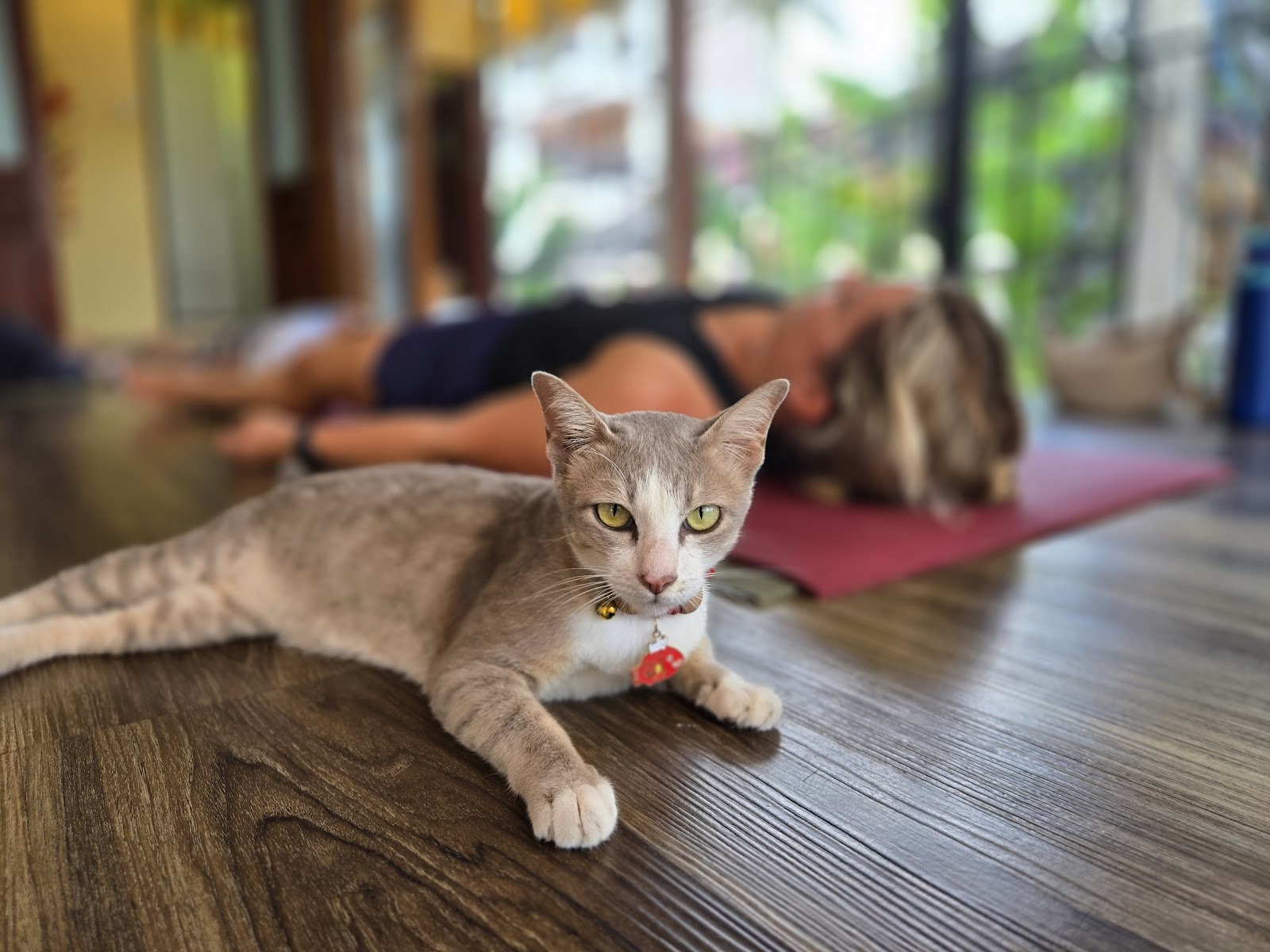 Yoga Pretzel Chiang Mai photo 10